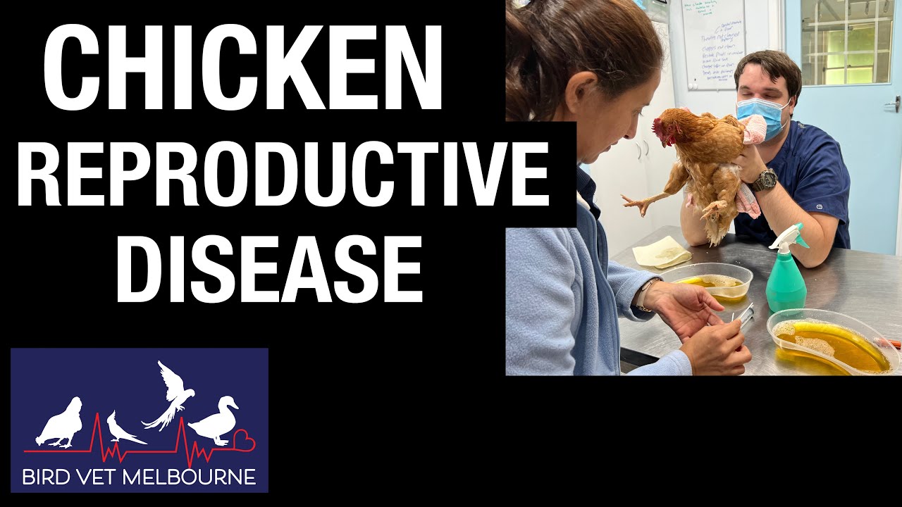 Chicken with reproductive disease finds help at Bird Vet Melbourne