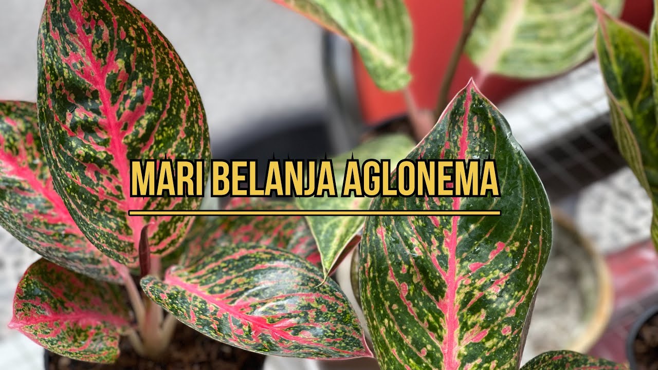 Mari Belanja Aglonema