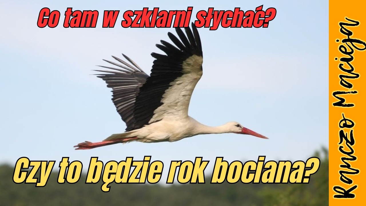 Czy w tym roku uda się z bocianem? Co tam nowego w szklarni?  #533 [4K]