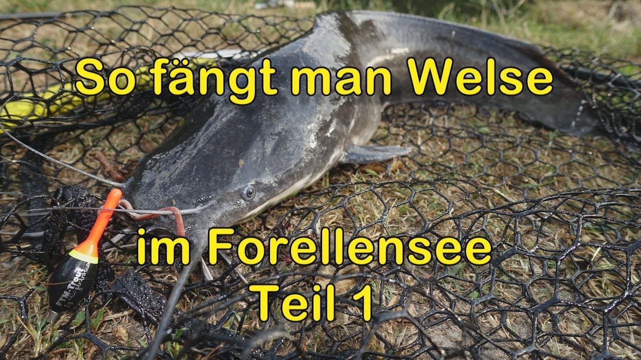 Welsangeln am Forellensee (Teil 1)