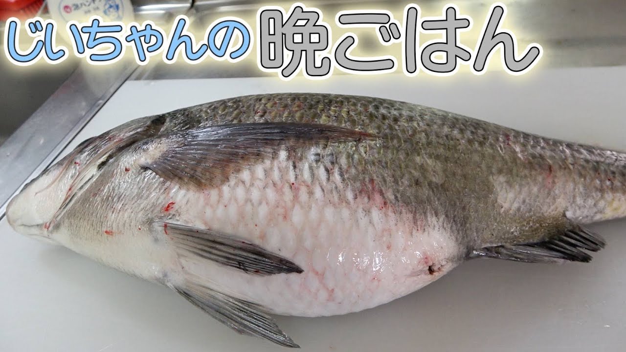 【爺ちゃんの晩御飯】お腹がパンッパンの黒鯛に爺ちゃんの反応は！？