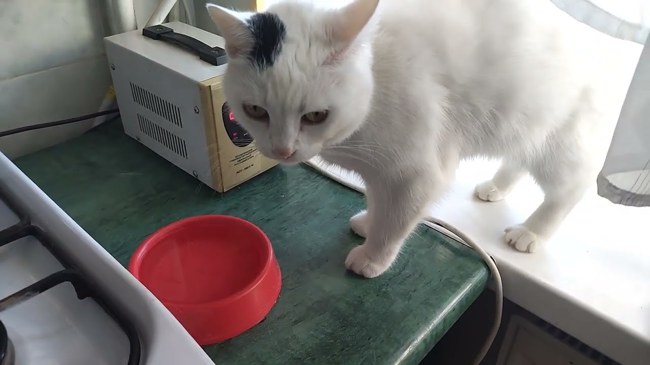 Cat Talks to Man! Watch until the end! The most interesting thing is there!