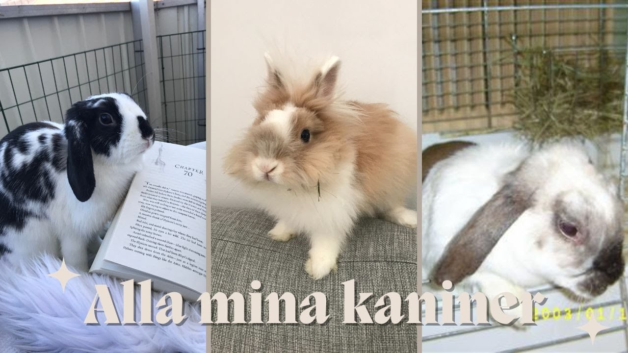 4 kaniner på 26 år