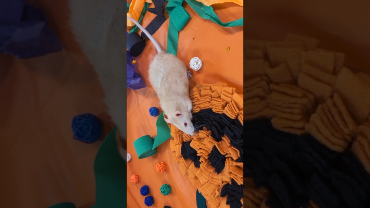 Grateful for ALL RATS!! 