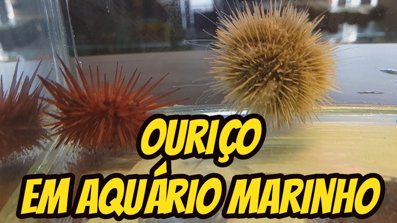 Coloquei um Ouriço no meu Aquário Marinho