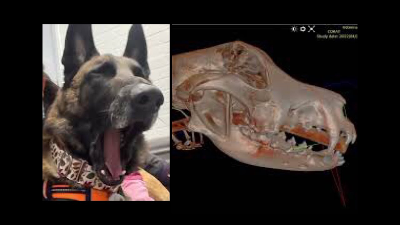 Cooperative Veterinary Care in action for Dental COHAT