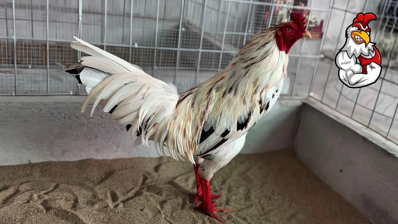 Top 1 most beautiful chicken in the last 5 hours
