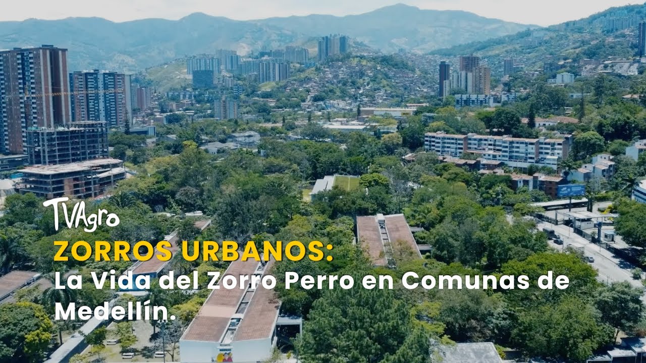 Zorros Urbanos: La Vida del Zorro Perro en Comunas de Medellín - TvAgro por Juan Gonzalo Angel