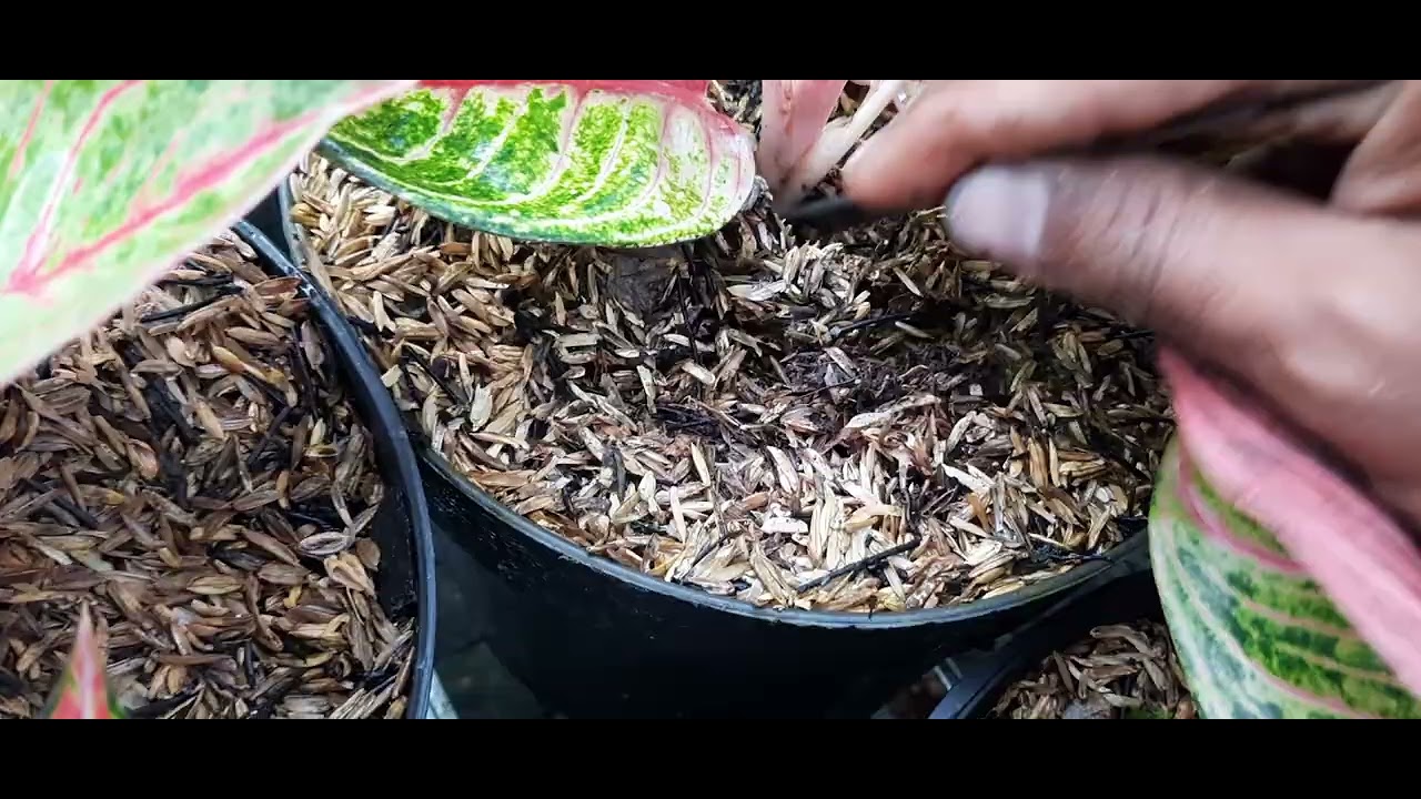 Enaknya kalau punya aglo bnyak ya seperti ini   ( instagram : Petani_Aglonema = PENIPU )