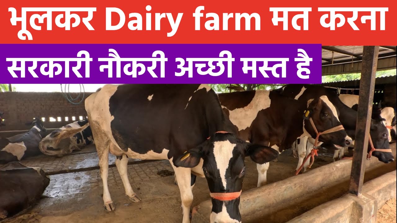 Real thinking of Indian’s on job and business | Dairy farming in India | India Farming management