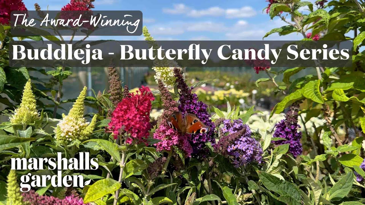Award Winning Buddleja &lsquo;Little Candy&rsquo; Series &ndash; Colourful, Compact, Bee-Friendly & Patio-Perfect 🌸🦋