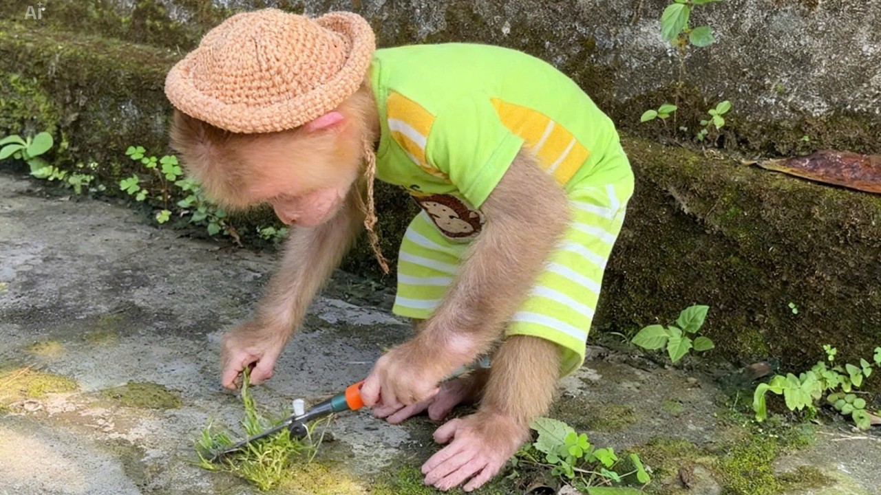 Rum the monkey helps his uncle cut weeds.
