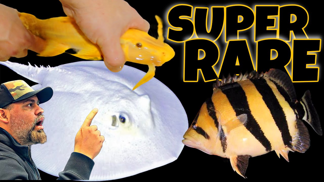 UNBOXING THE MOST EXPENSIVE FISH SHIPMENT WE EVER DID!!! WE ALMOST LOST BIG TIME 🤦🏻‍♂️🤯