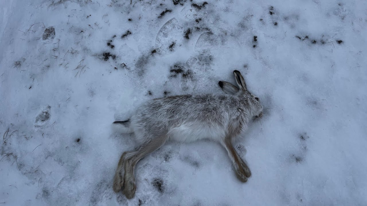 Охота на зайца. СТРЕЛЯЮ КАК СНАЙПЕР!Сезон 2025-2026.#hunting#relatable#video#reels #охота #foryou 