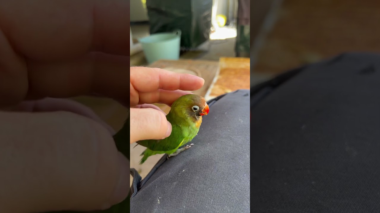 Ins&eacute;parable nigrigenis #parrot #pets #cute