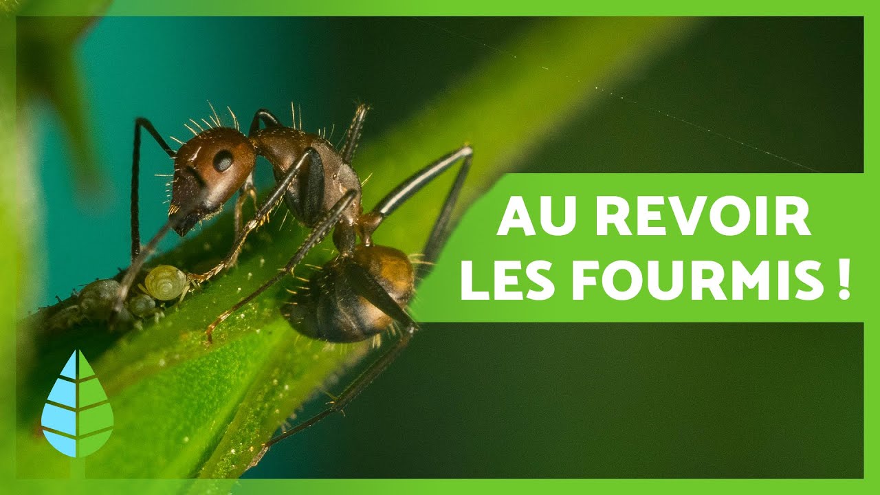 Comment ÉLIMINER LES FOURMIS dans le JARDIN 🐜🌳 (10 Remèdes maison et écologiques)