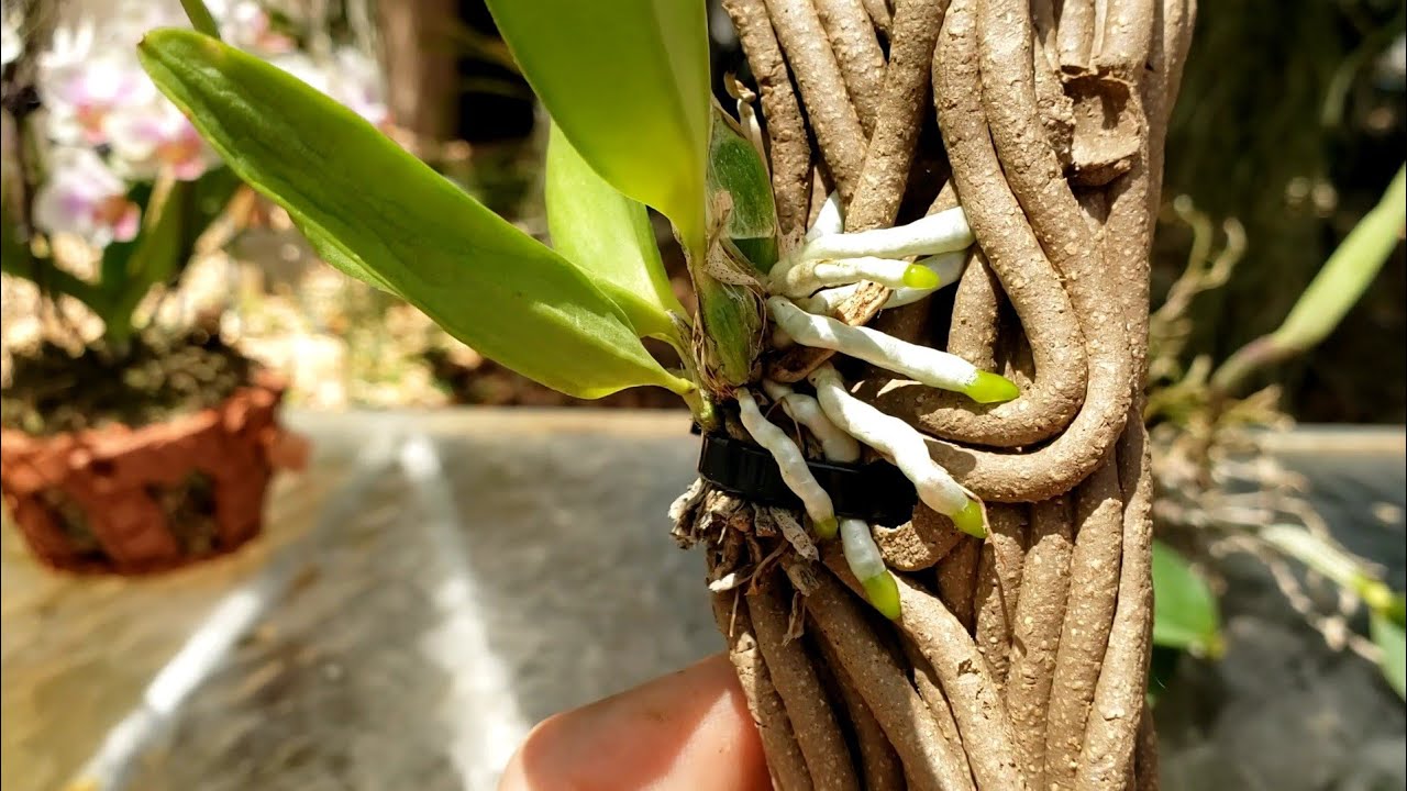 HOW TO MOUNT ORCHIDS.       April 13, 2022