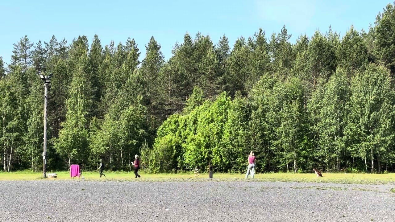 Skinner, debut i c-spor, Elverum hundeklubb, 14.6.25
