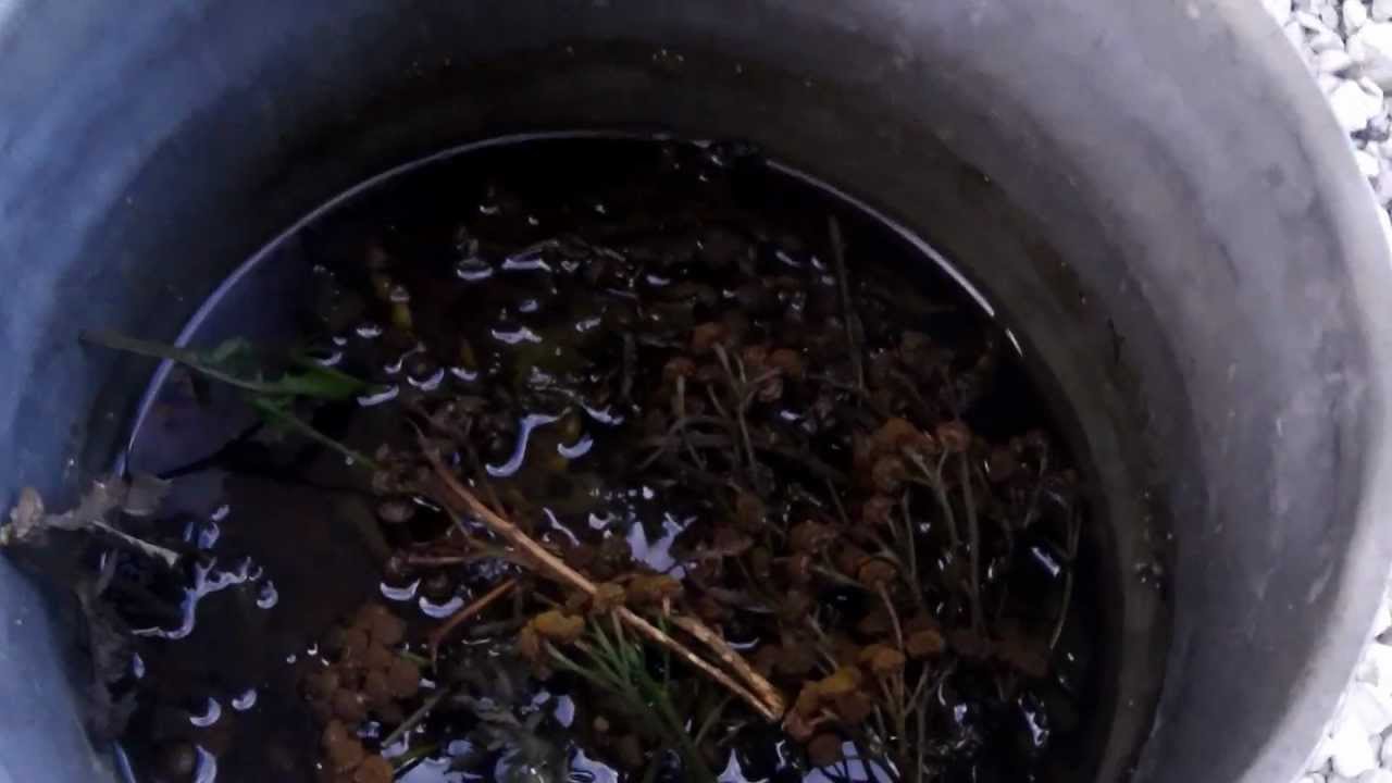 detruire efficacement les puces ; La plante se nome : La  Tanaisie