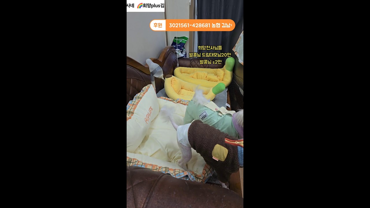 20260228희망플러스 김집사네 라이브  #동물  #애견 #고양이 #강아지 #소통 #고민상담