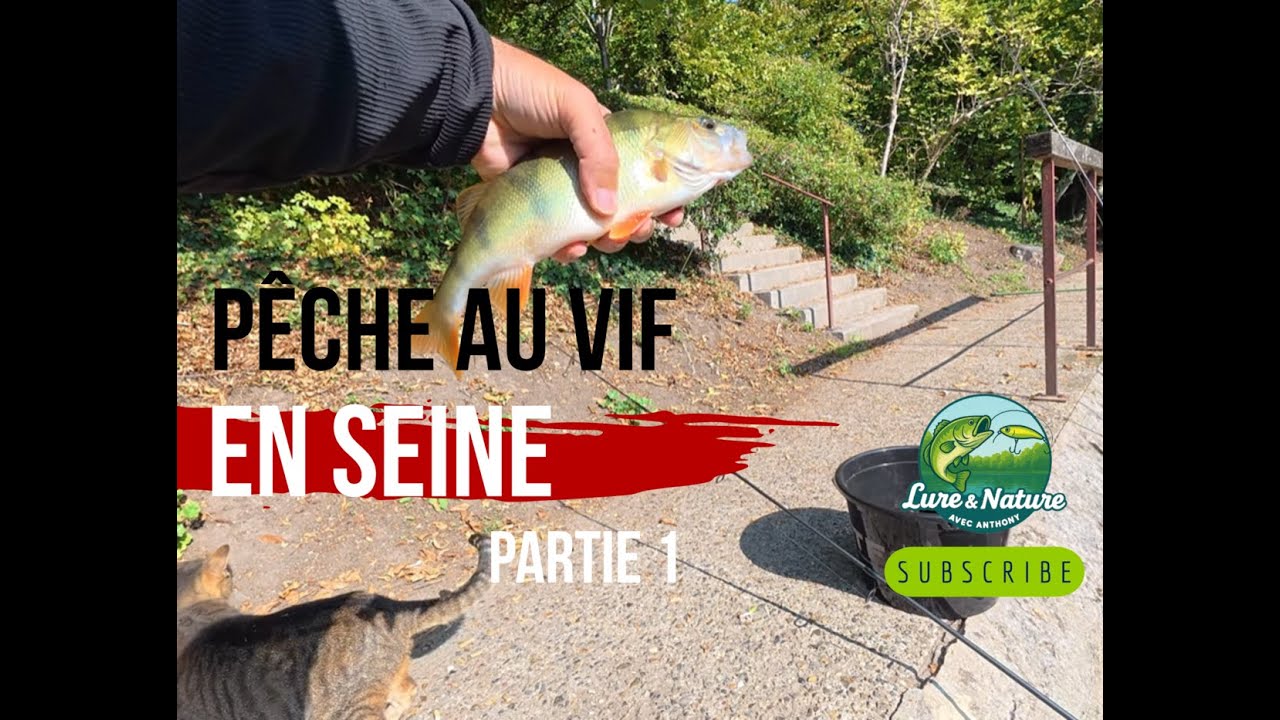 Pêche au vif en seine