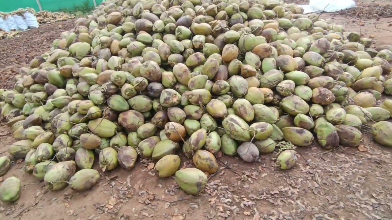  cheap and best white  coconut  wholesale Dindigul Tamil Nadu 9843 641848    01.01.2026