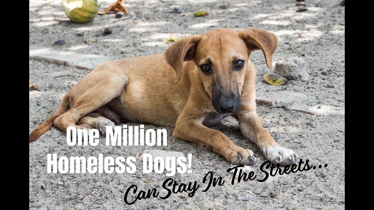 ONE MILLION Homeless Dogs!