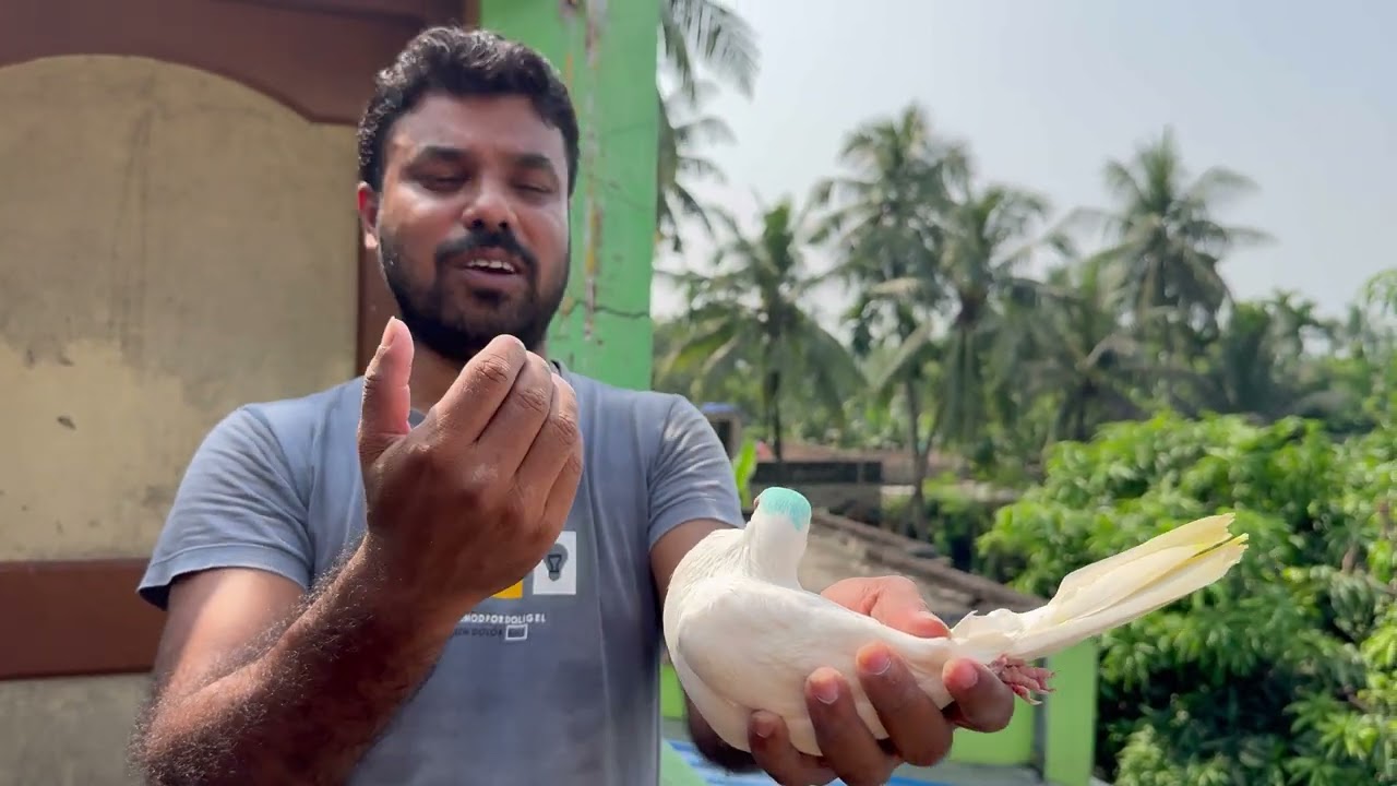 TOP QUALITY MIRAB WALA @ টপ কোয়ালিটি মিরাবওলা মালবাই সেল 🕊️❤️ @ 9477367778