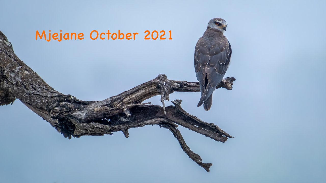 Mjejane October 2021