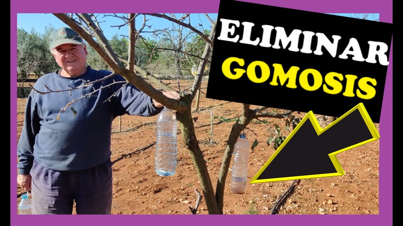 C&oacute;mo Eliminar la Gomosis de los Frutales (F&aacute;cil y Econ&oacute;mico)