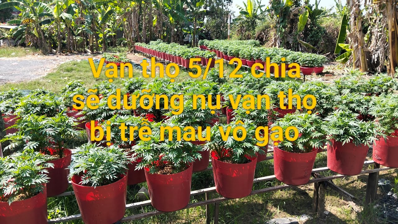 Chia sẽ dưỡng nụ thúc nụ vạn thọ mau vô gạo chống điếc bông