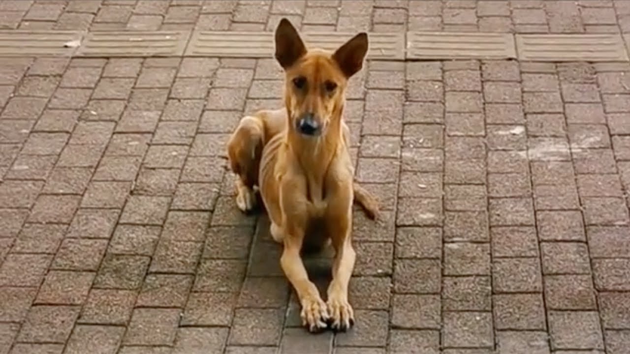 Patiently lying in front of the restaurant, she begged for some food to feed her two children