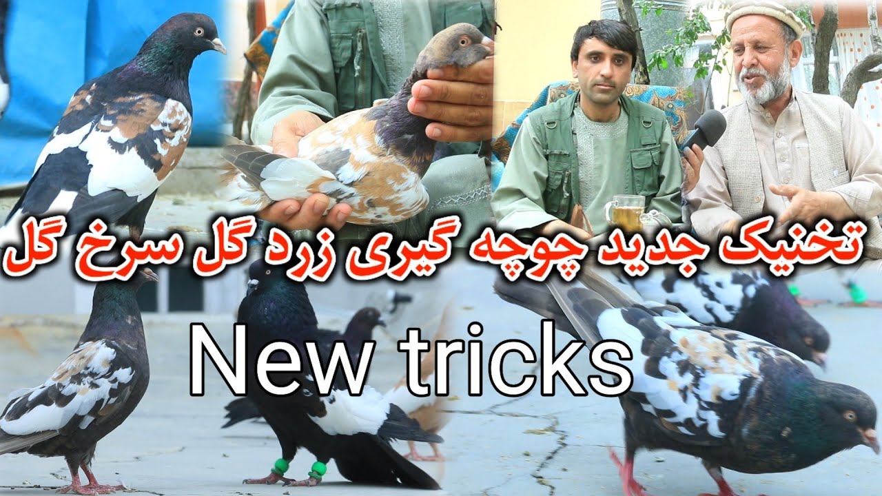شوقی قدیمی و نامدار | کفتر های نسلی حاجی عارف کلکان | تخنیک جدید نحو چوچه گیری زرد گل و سرخ گل