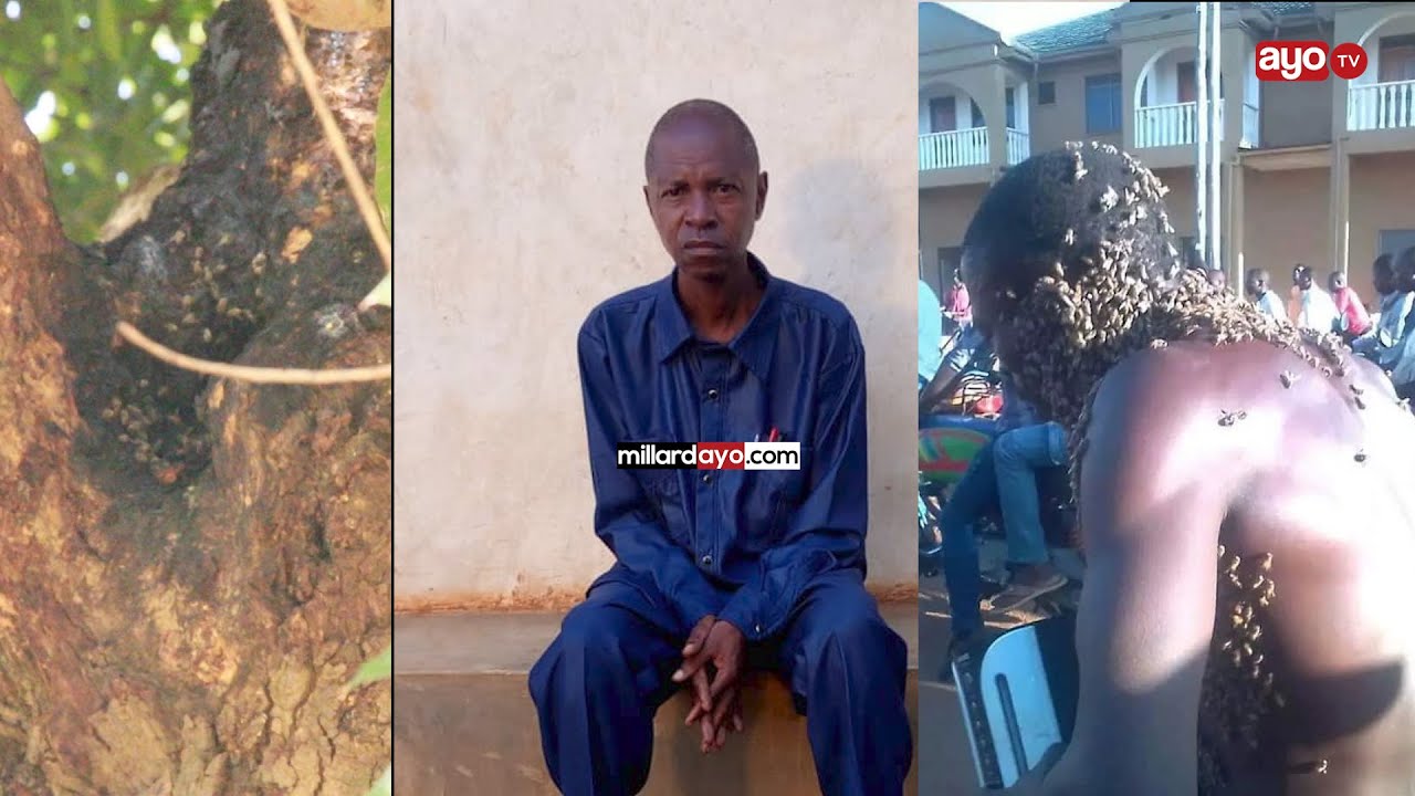 MWALIMU AUAWA KWA KUSHAMBULIWA NA KUNDI LA NYUKI KIGOMA, MASHUHUDA WAFUNGUKA '' NYUKI WAMETUMWA