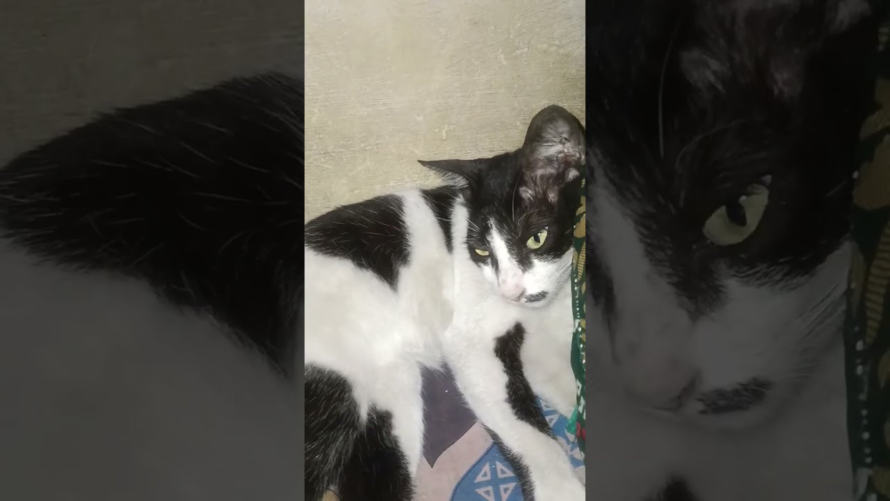 Billo bhi sochti hongi kahase muje pareshan karne aa jati hai sone bhi nahi deti😿