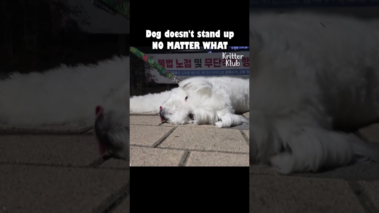 Lazy dog won't stand up no matter what... #shorts #lazydog #dogproblem