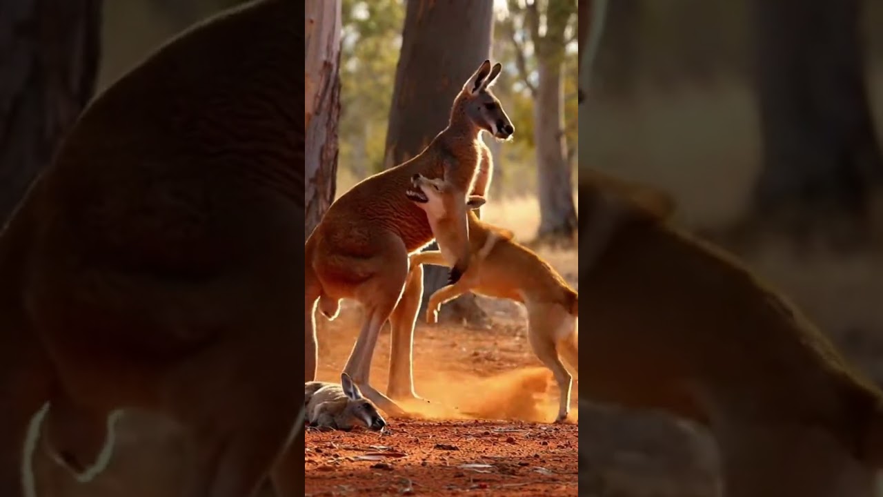 Dingo Attacks Joey, Mother Kangaroo Lifts and Defends Her Joey Fiercely