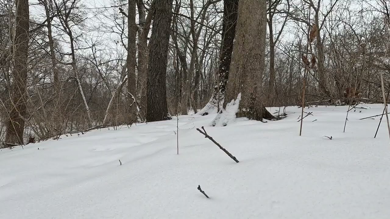 A Snowy Day in the Forest for Focus and Relaxation.
