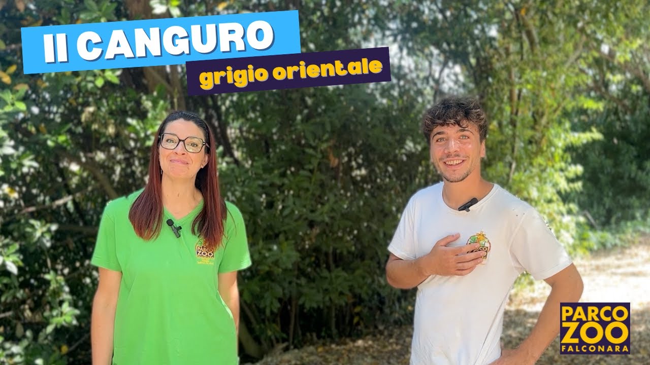 Il CANGURO grigio orientale
