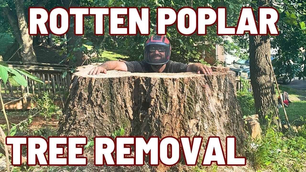 Big Rotten Poplar Tree Removal