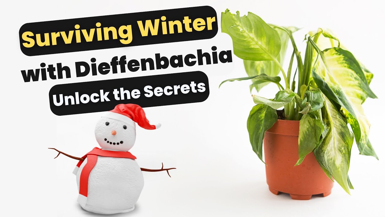 Winter Care of Dieffenbachia: Unlock the Secrets to Keeping Your Dumb Cane Happy and Healthy