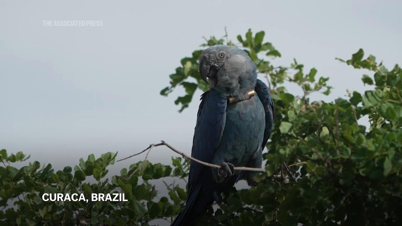 Recovery of Spix Macaw threatened by climate change