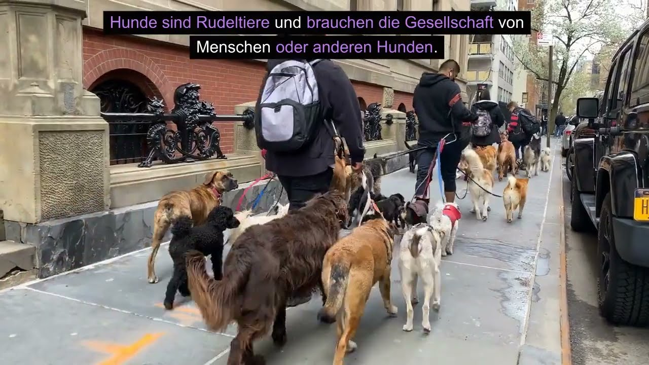 5 negative Fakten die gegen eine Hundehaltung sprechen
