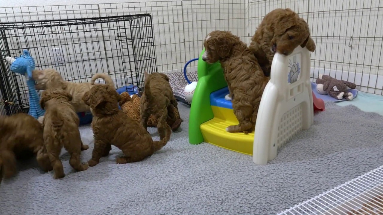 Labradoodle puppies playing