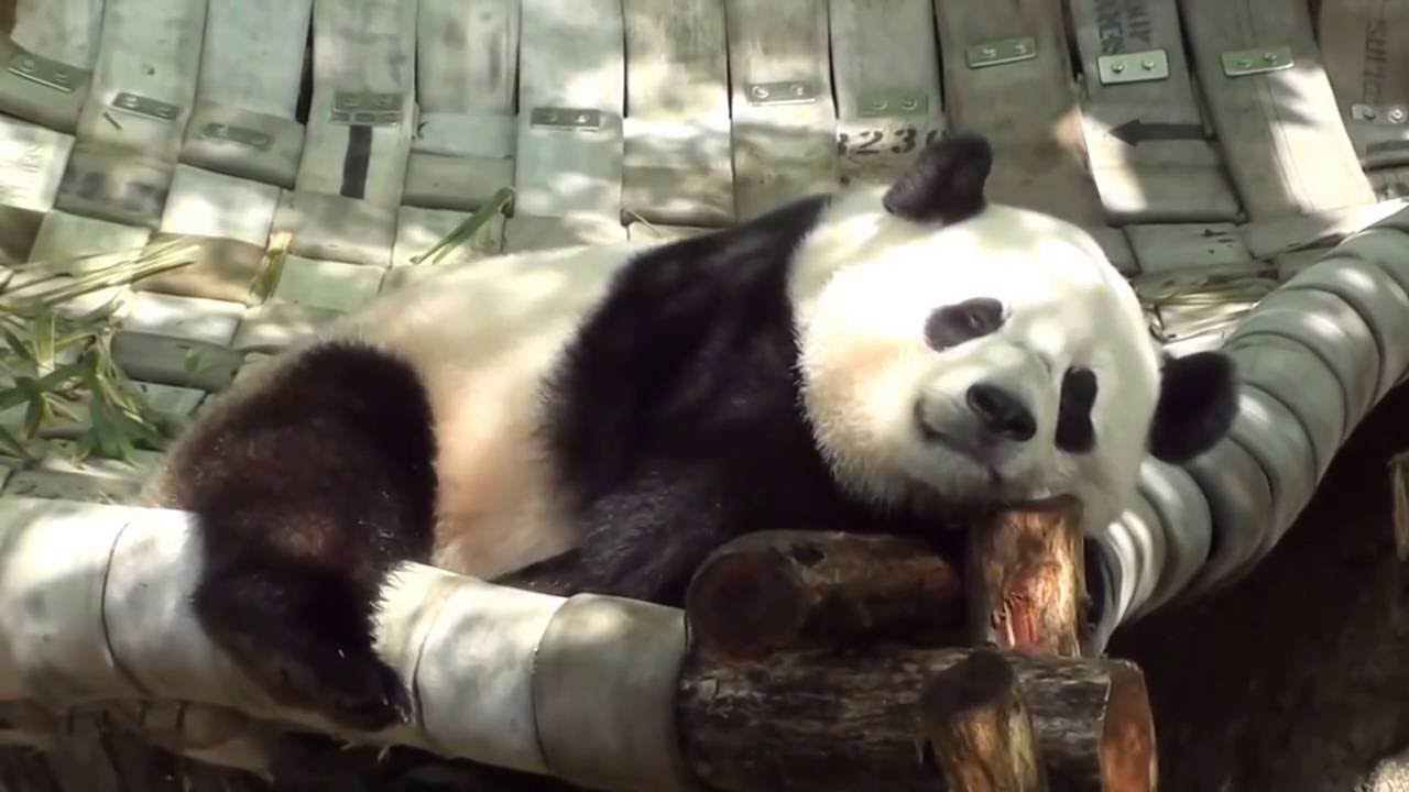 Giant Panda Bao Bao Honking