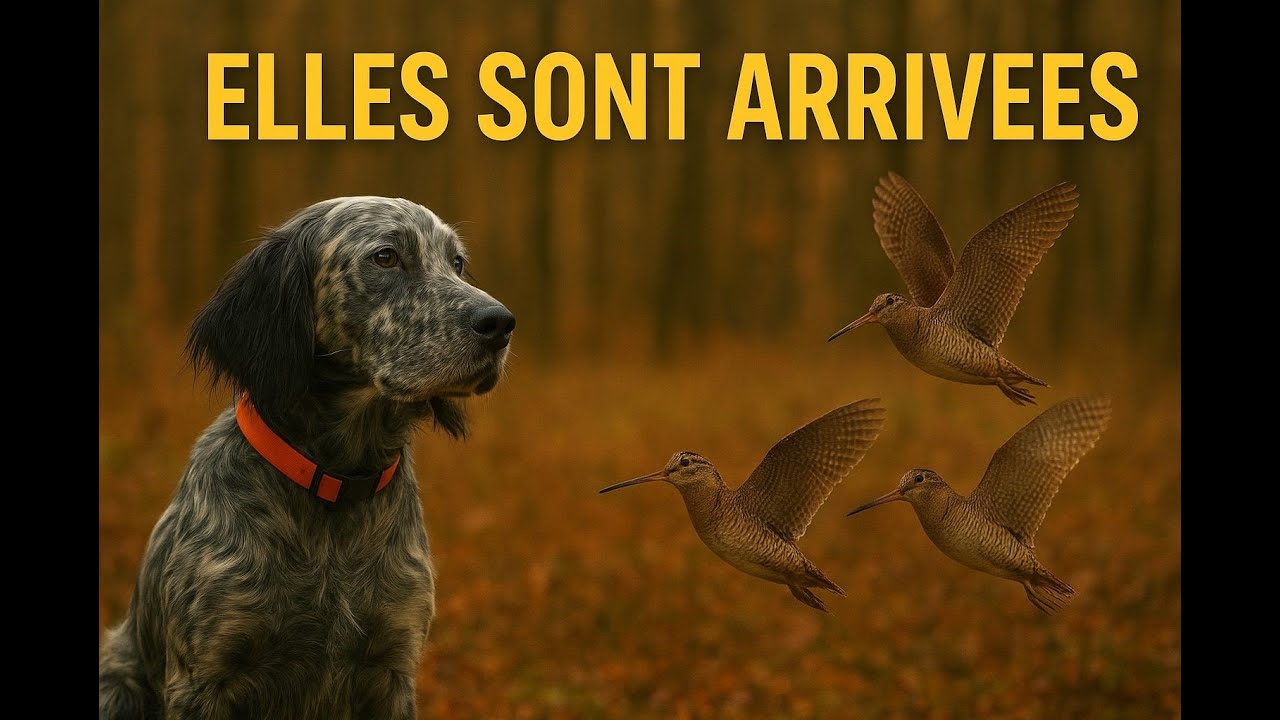 CHASSE A LA BECASSE AU CHIEN D'ARRET : Episode 2 (Elles sont arriv&eacute;es ahah)