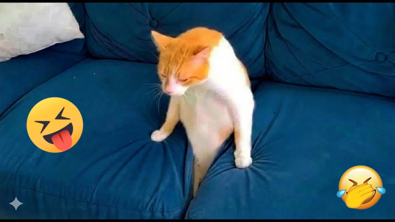 You Laugh You Lose 😄 Funniest Cats and Dogs 2026 🐱💚 Part 17
