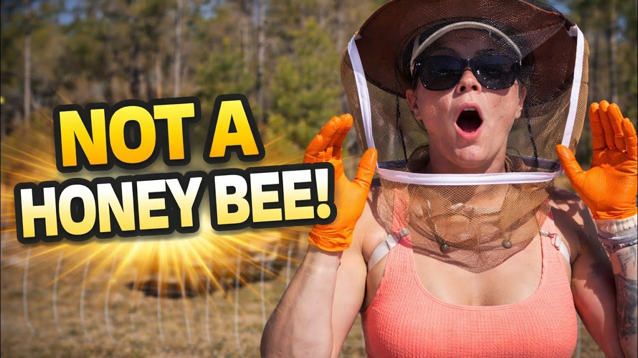 This Was NOT a Honey Bee…