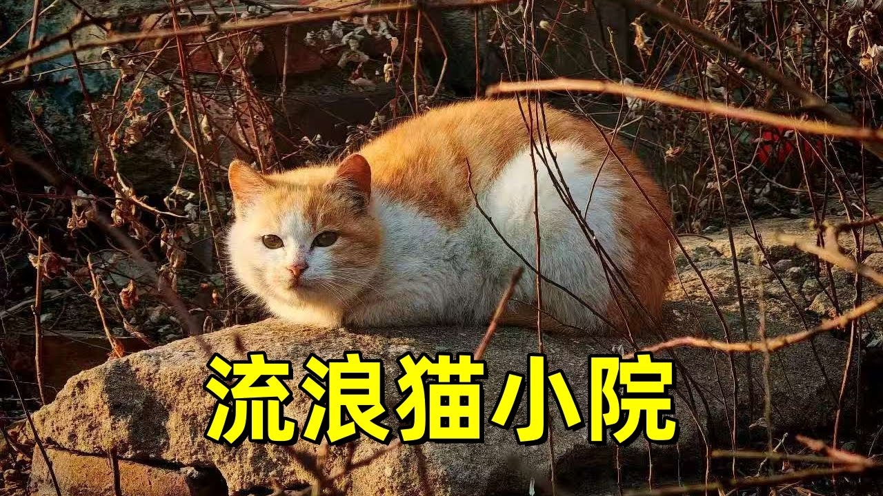 宠物猫有的，咱流浪猫也得有。吃饱喝足就开始玩
