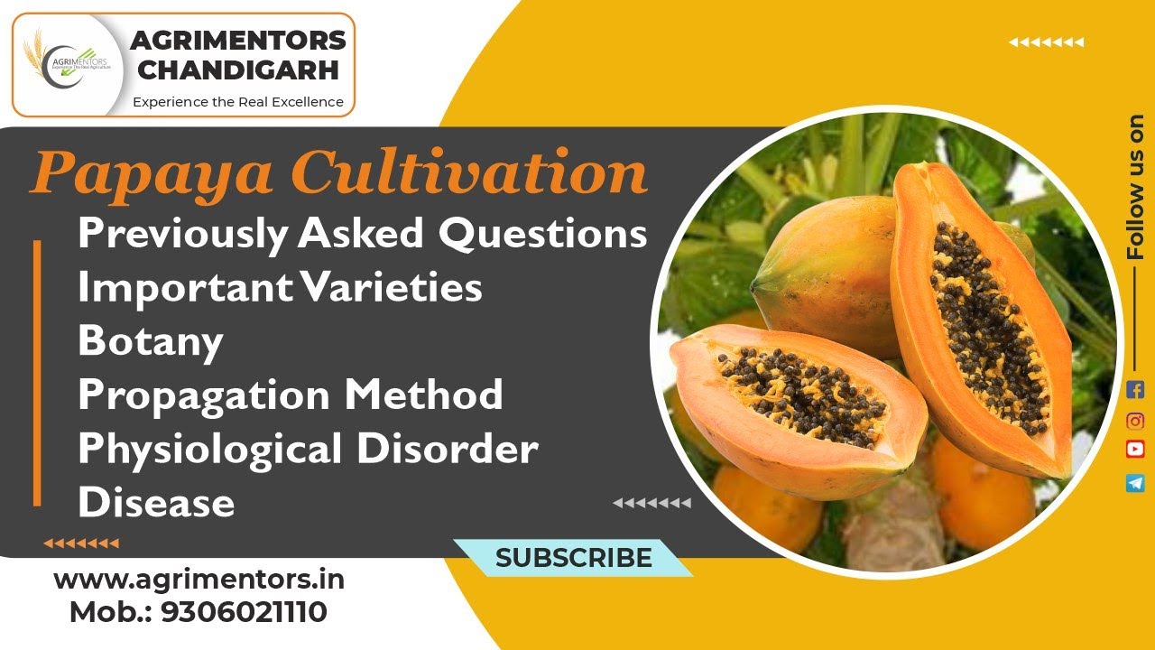 Papaya Cultivation || पपीते की खेती || पिछली परीक्षाओं में पूछे गए सभी प्रश्नों के साथ || AFO || HDO